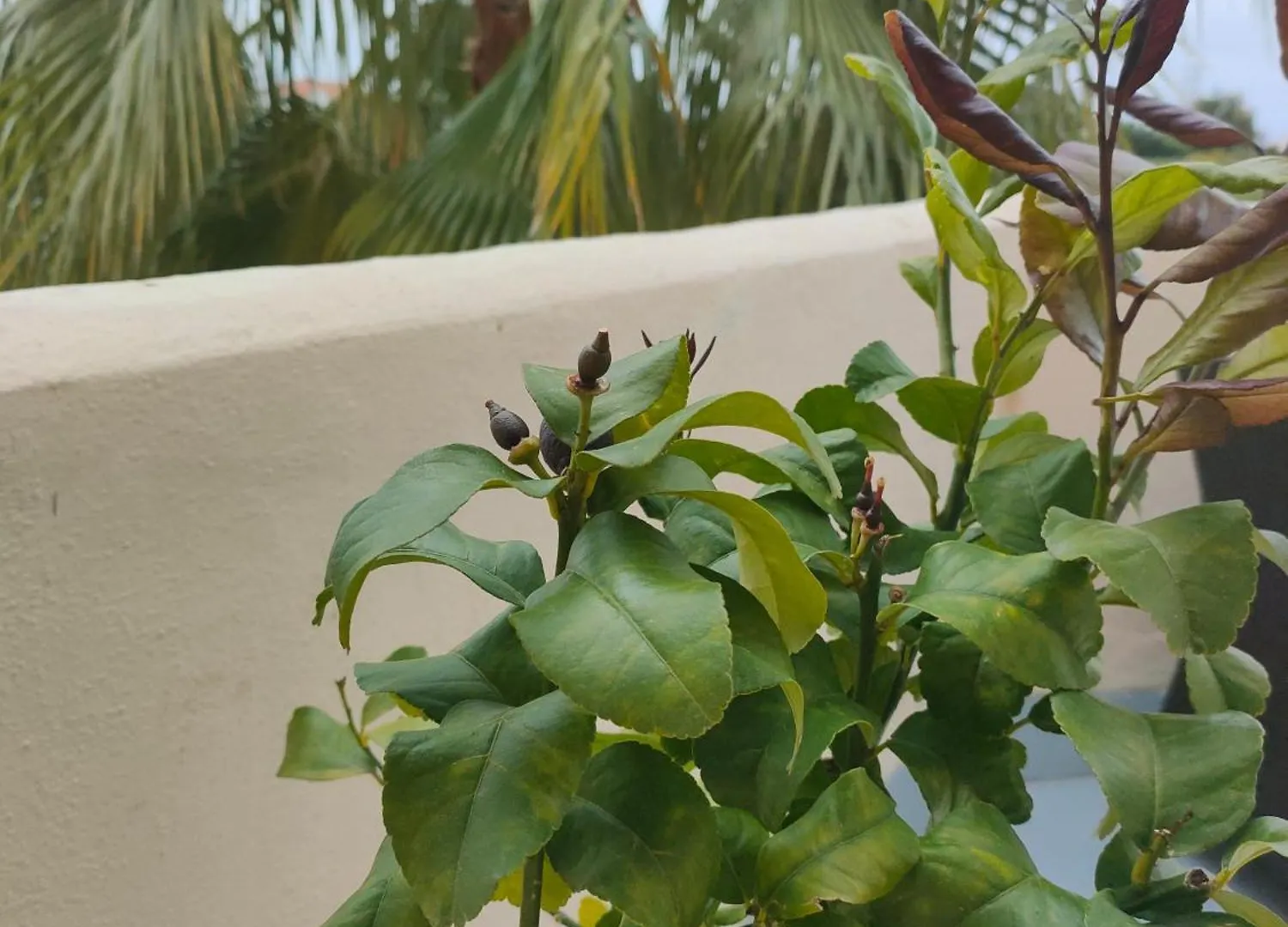 מאלגה Sea View Apartment